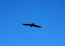 Black Kite