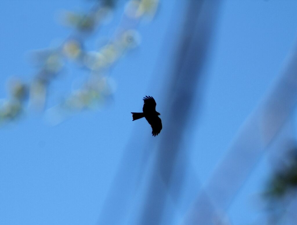 Black Kite