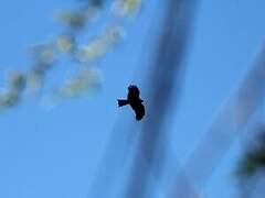 Black Kite