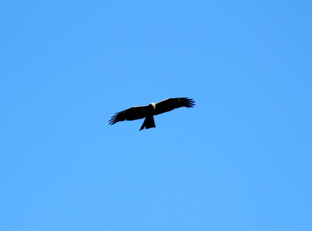 Black Kite