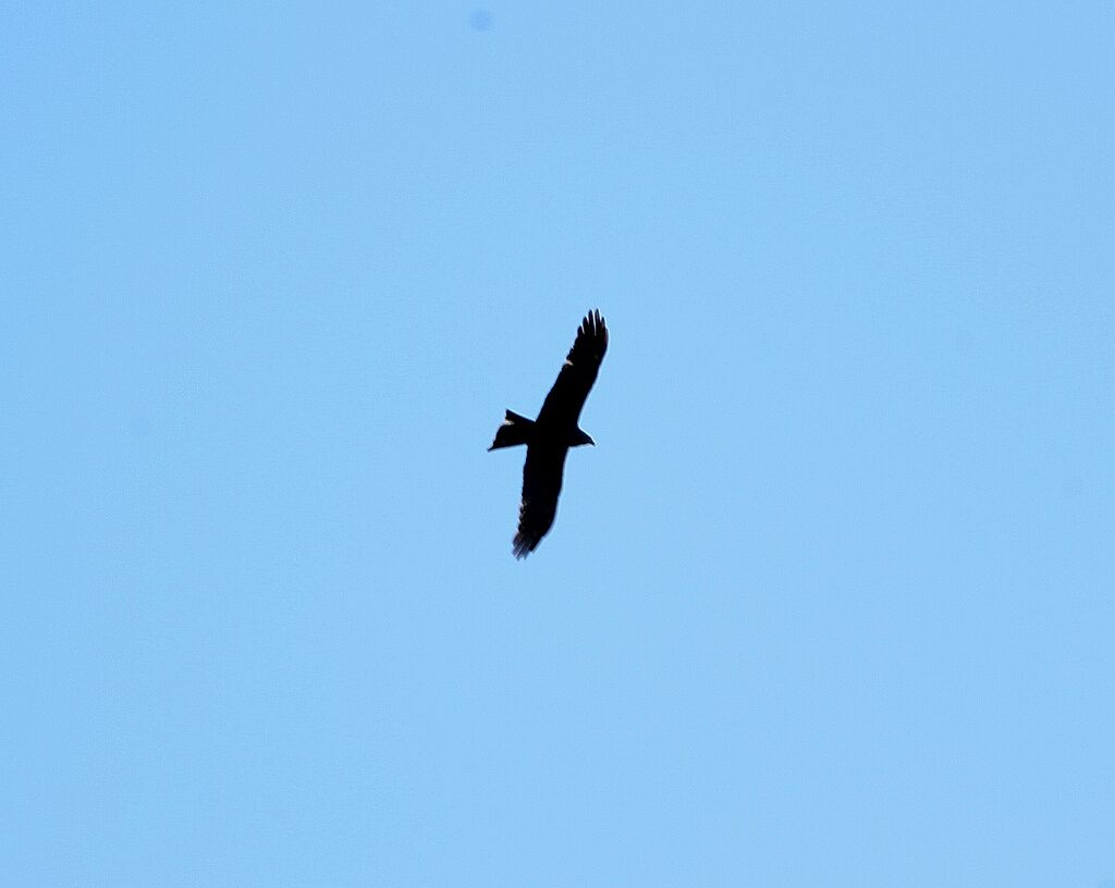 Black Kite