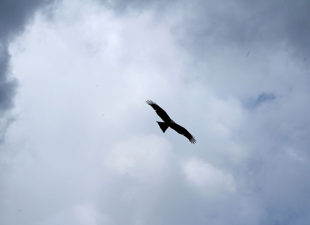Black Kite