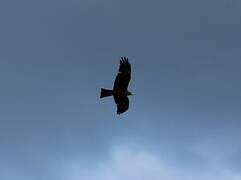 Black Kite