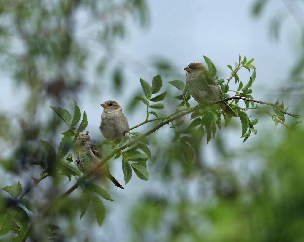 Moineau domestique