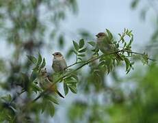 House Sparrow