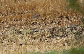 House Sparrow