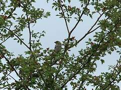 House Sparrow