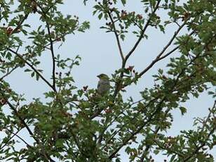 Moineau domestique