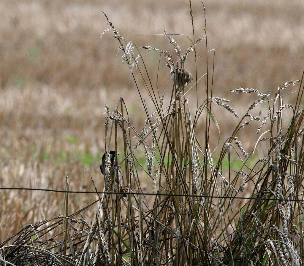 House Sparrow