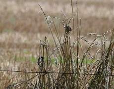 House Sparrow