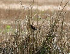 House Sparrow