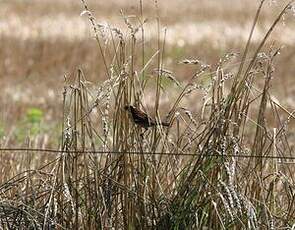Moineau domestique