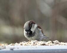 Moineau domestique