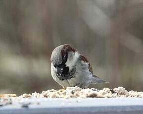 Moineau domestique