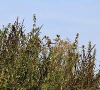 Moineau domestique