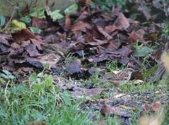 House Sparrow