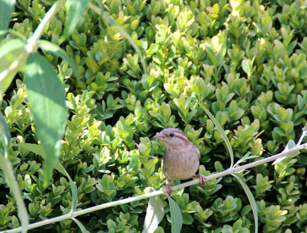 House Sparrow