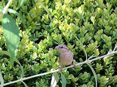 Moineau domestique