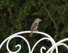 Moineau domestique