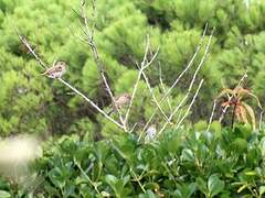 Moineau domestique