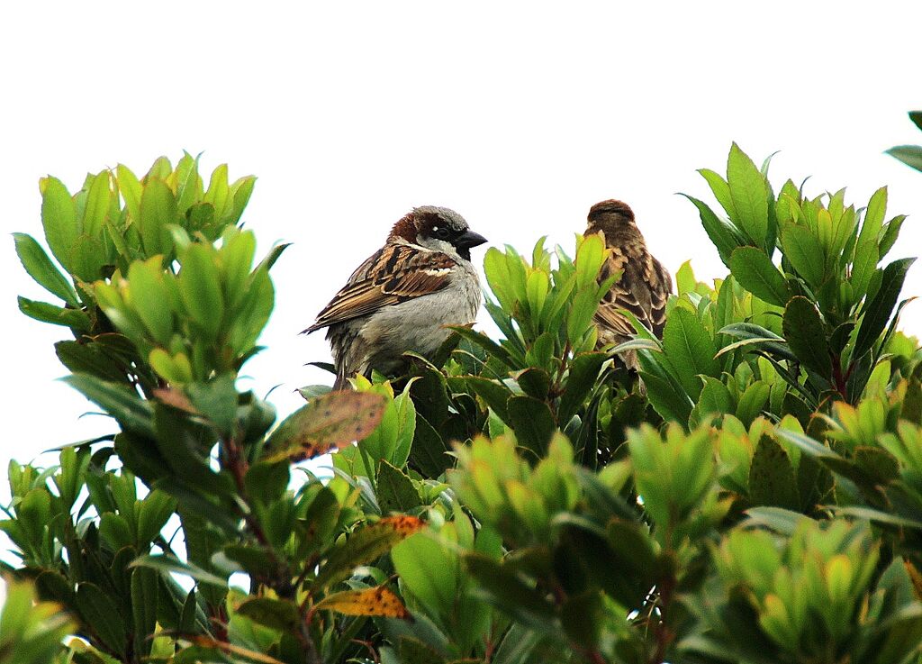 Moineau domestique