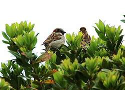 House Sparrow