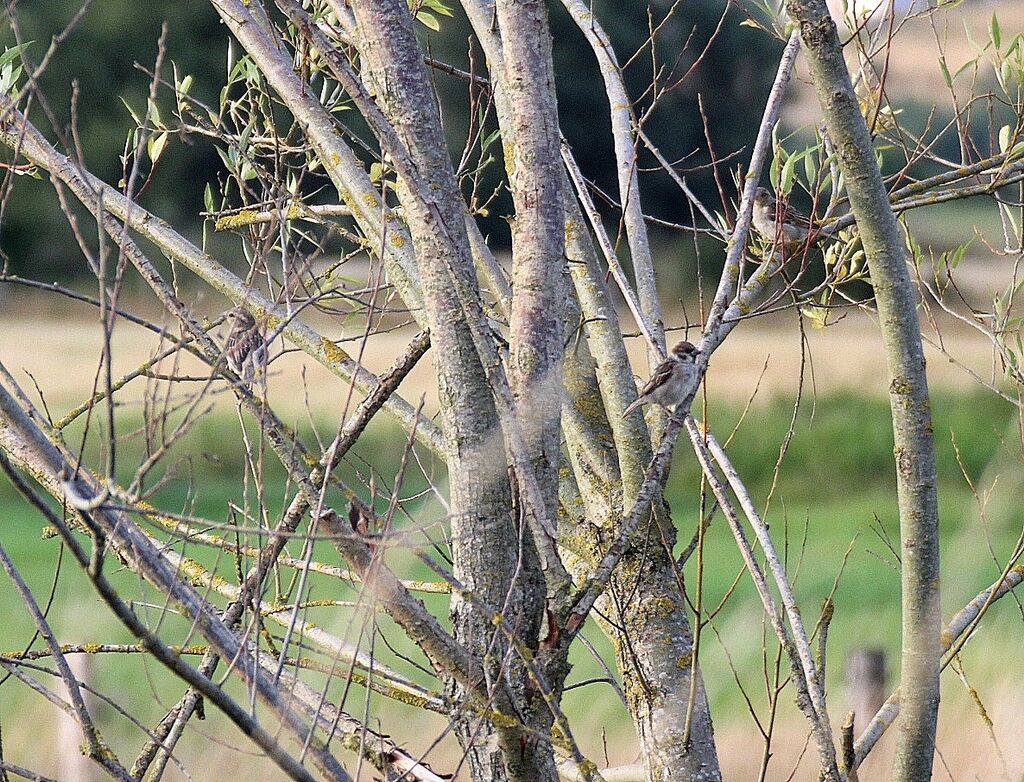 Eurasian Tree Sparrow