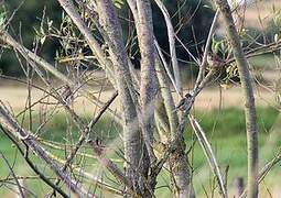 Eurasian Tree Sparrow