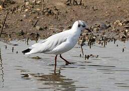 Black-headed Gull