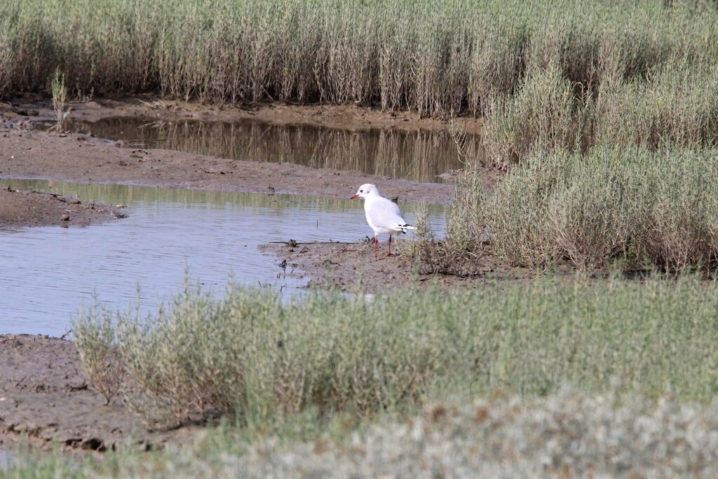 Black-headed Gull