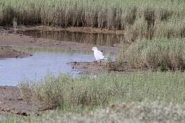 Black-headed Gull
