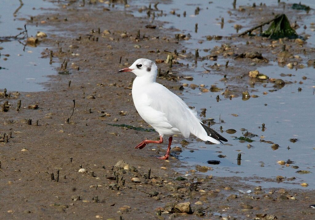 Black-headed Gull