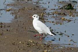 Black-headed Gull