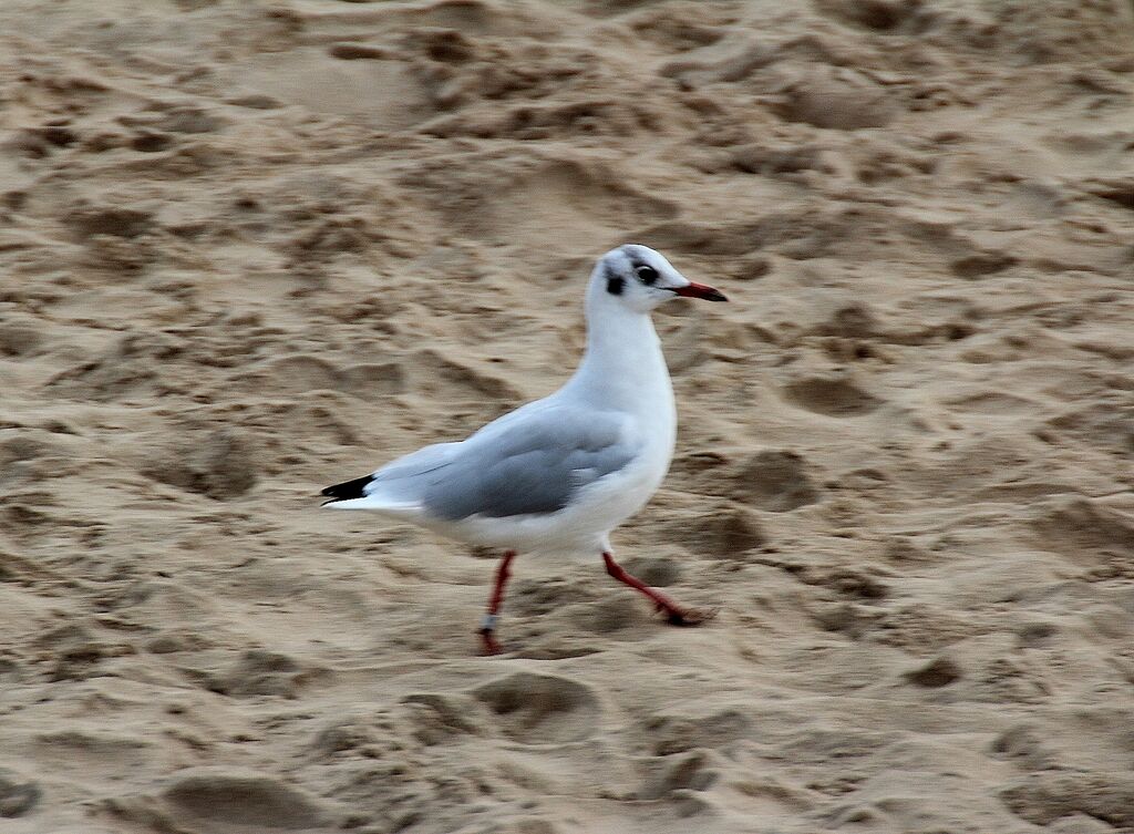 Mouette rieuse