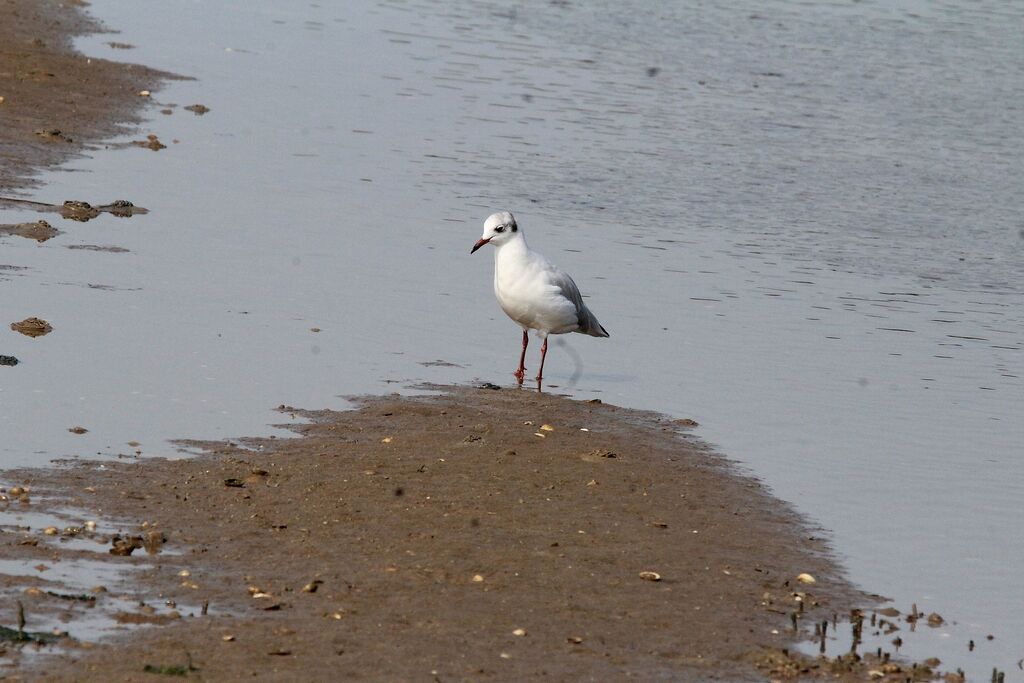 Black-headed Gull
