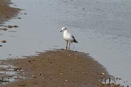 Black-headed Gull