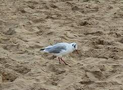 Mouette rieuse