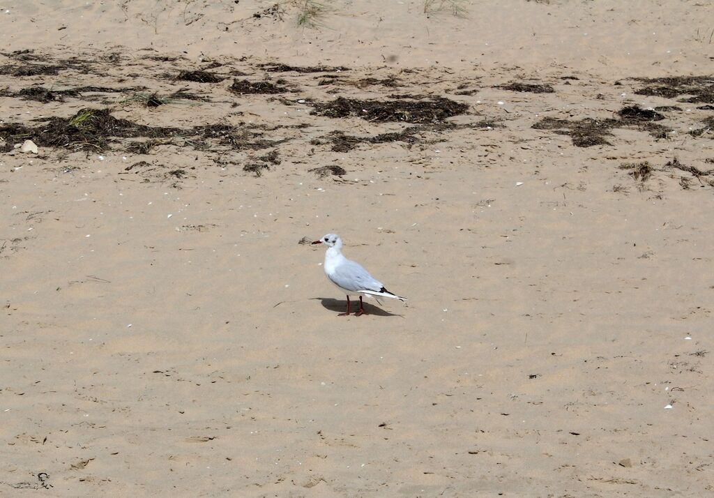 Black-headed Gull