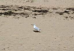 Mouette rieuse