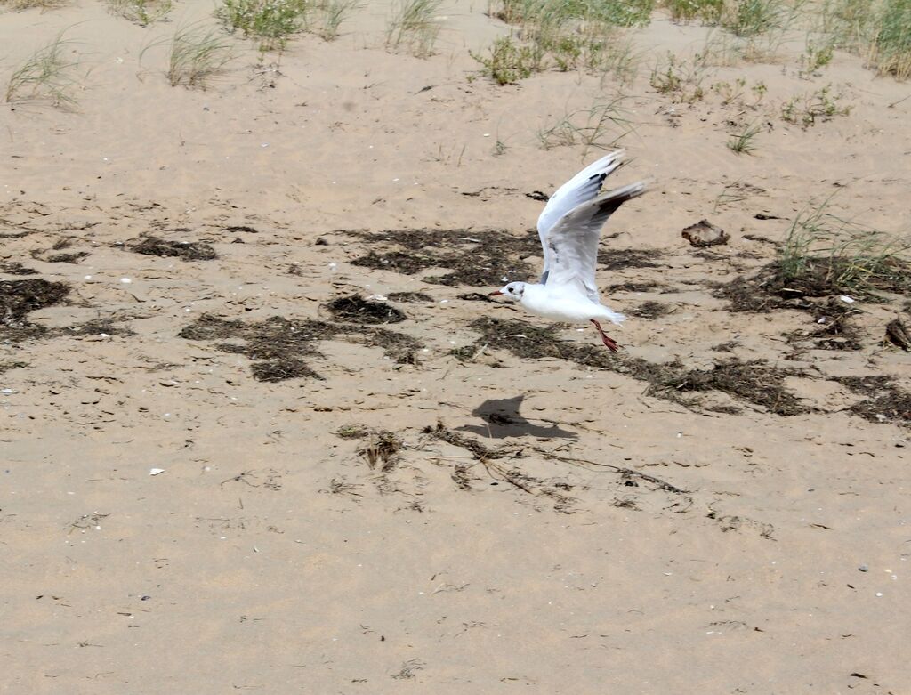 Black-headed Gull