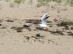 Black-headed Gull