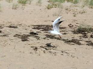 Mouette rieuse