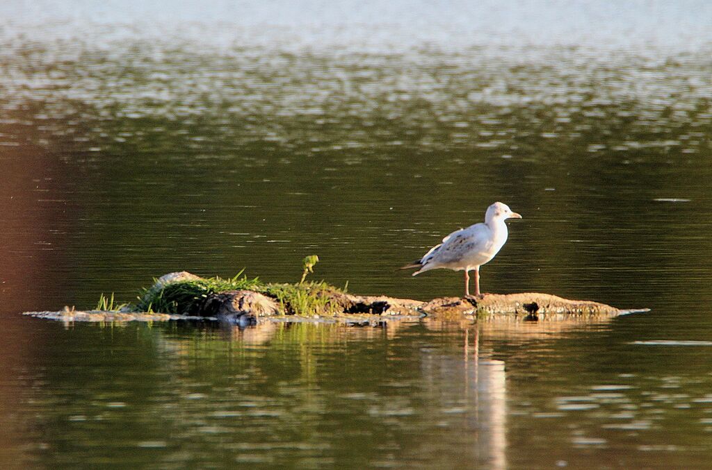 Black-headed Gull