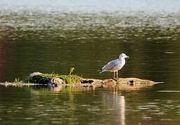 Mouette rieuse