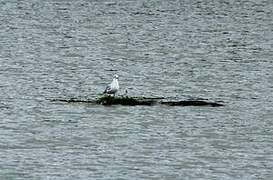 Mouette rieuse