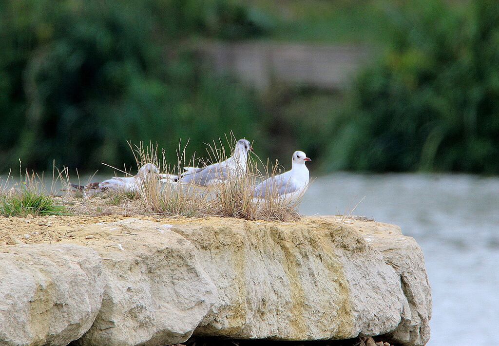 Black-headed Gull