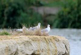 Mouette rieuse