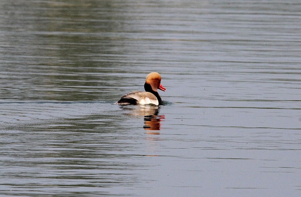 Nette rousse