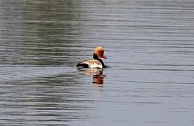 Red-crested Pochard