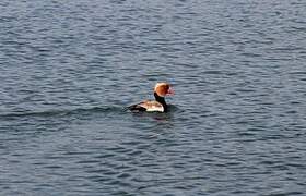 Red-crested Pochard